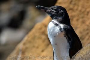 243-DSC_9087