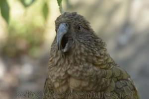 The clever Kea