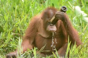 Little guy's having a drink