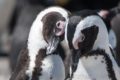 Hermanus and Stony Point Nature Reserve