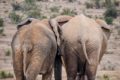 Addo Elephant Nationalpark