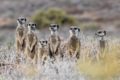 Cango Cave and Meerkats